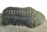 Detailed Reedops Trilobite - Orange Eye Facets #348415-2